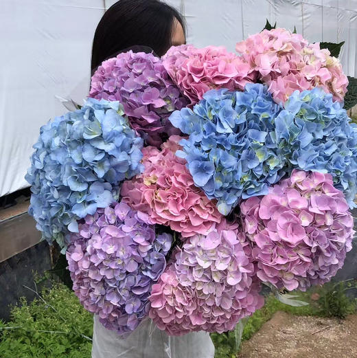 绣球随机10支（活动专用） 商品图7