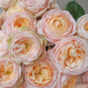 国产多头玫瑰柏林少女10支 商品缩略图4