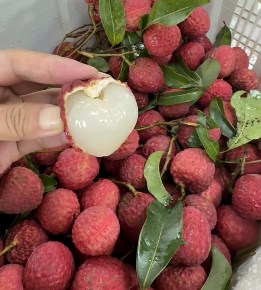 仙进奉荔枝 新鲜采摘 纯甜果肉 爆汁 商品图6