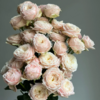 国产多头玫瑰柏林少女10支 商品缩略图1