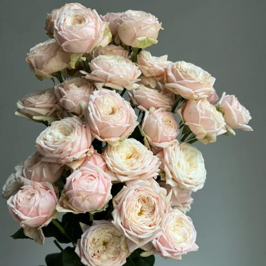 国产多头玫瑰柏林少女10支 商品图1