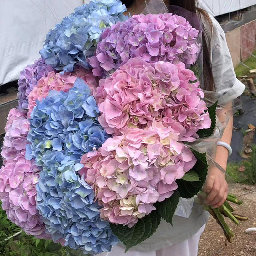 绣球随机10支（活动专用） 商品图8