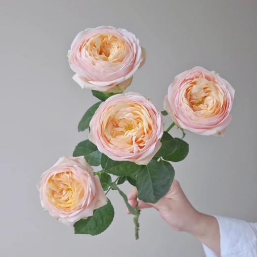 国产多头玫瑰柏林少女10支 商品图3