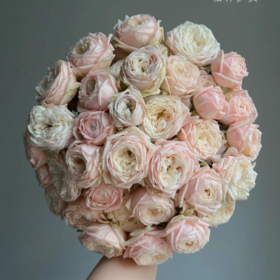 国产多头玫瑰柏林少女10支