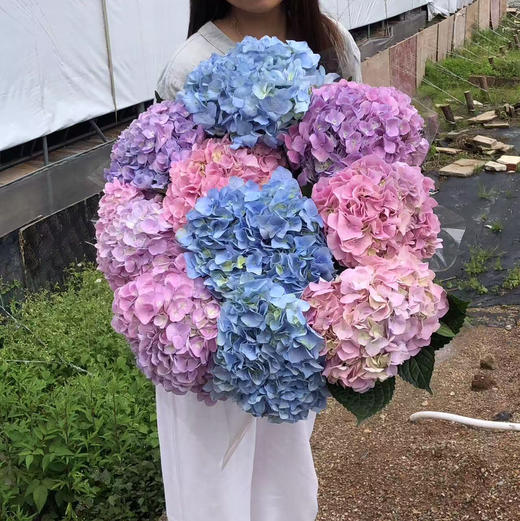 绣球随机10支（活动专用） 商品图6