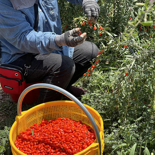 【2025宁夏头茬枸杞】新鲜采摘制作 原生态种植，粒大、皮薄、肉厚、籽少、甘甜 250g/罐 商品图1