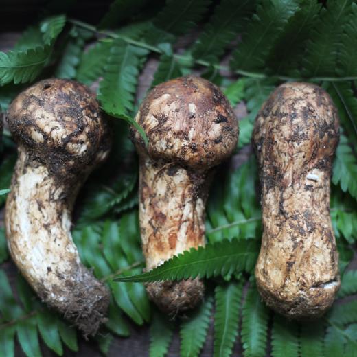 野生小金松茸 | 合作生产 * Wild Xiaojin Matsutake | Partner Production 商品图1