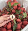 仙进奉荔枝 新鲜采摘 纯甜果肉 爆汁 商品缩略图5