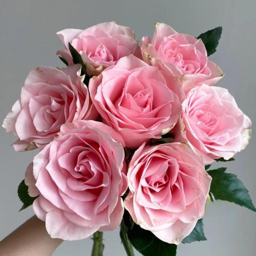 精品国产单头玫瑰粉爱神10支 商品图0