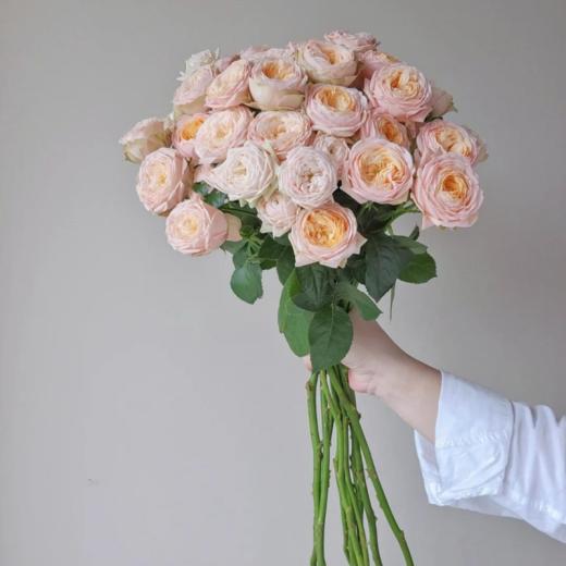 国产多头玫瑰柏林少女10支 商品图2