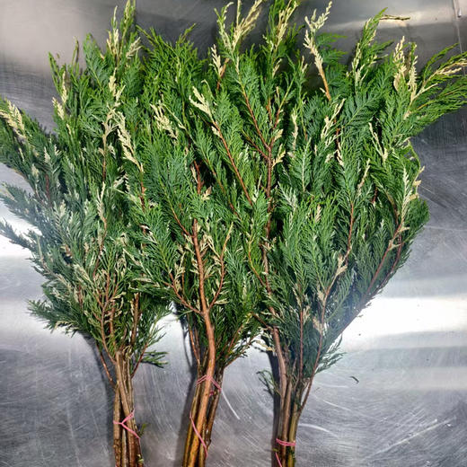 金线柏 商品图4