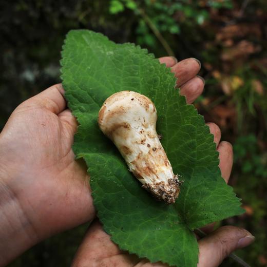 野生小金松茸 | 合作生产 * Wild Xiaojin Matsutake | Partner Production 商品图2