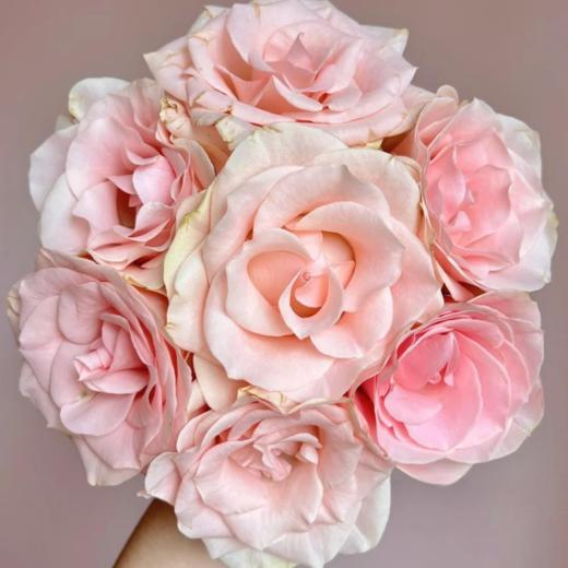 精品国产单头玫瑰粉爱神10支 商品图4