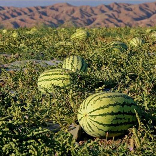 宁夏西瓜 商品图2