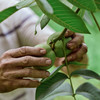 壳薄仁白 鲜嫩清甜 | 四川攀枝花老树鲜核桃 去青皮鲜核桃 新鲜应季 3斤-8斤中大果 送网兜+铁钩夹子 商品缩略图13