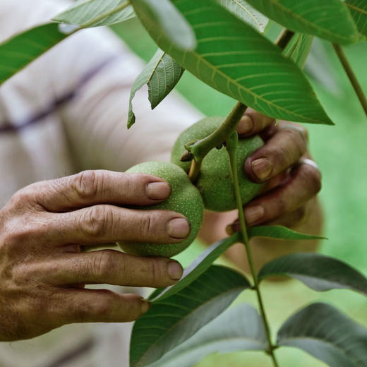 壳薄仁白 鲜嫩清甜 | 四川攀枝花老树鲜核桃 去青皮鲜核桃 新鲜应季 3斤-8斤中大果 送网兜+铁钩夹子 商品图13