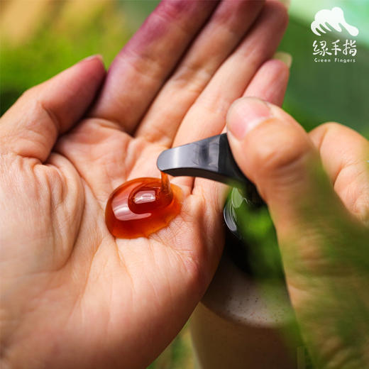 侧柏草本洗发水（买3送1） | 合作生产*Cypress Herbal Shampoo | Partner Production 商品图2