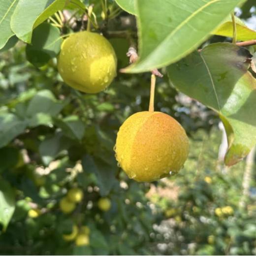 珍珠蜂蜜梨 6粒/盒 商品图3