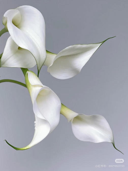 海宇5支 商品图3