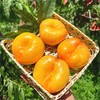 【臻选好果】彩虹黄金油蟠桃4.5-5斤   顺丰发货 产地山东蒙阴 商品缩略图3