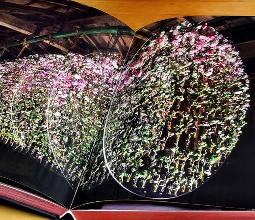 刷边8开巨册：《丹尼尔.奥斯特花艺的华彩瞬间》，8开，精装，刷边本，保罗·吉尔特著；鹿石花艺教育译，湖北科学技术出版社2019年一版一印，定价393，售价98元。 商品图7