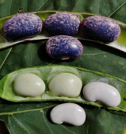 生态芸豆  500g 商品图1