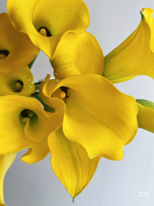 海宇5支 商品图1