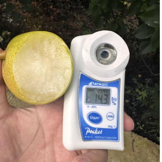 珍珠蜂蜜梨 6粒/盒 商品图1