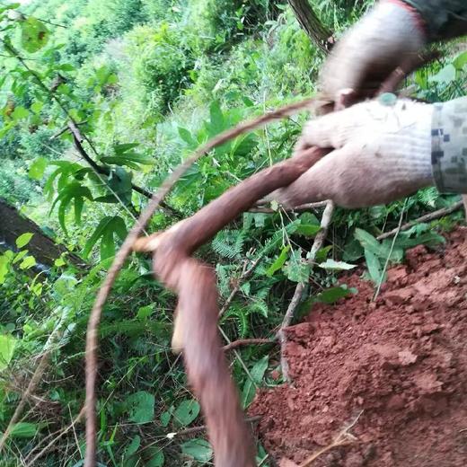 野生五指毛桃 | 广西藤县道地产区 | 500g深山珍品 |  煲汤香浓 | 自然清香 商品图5