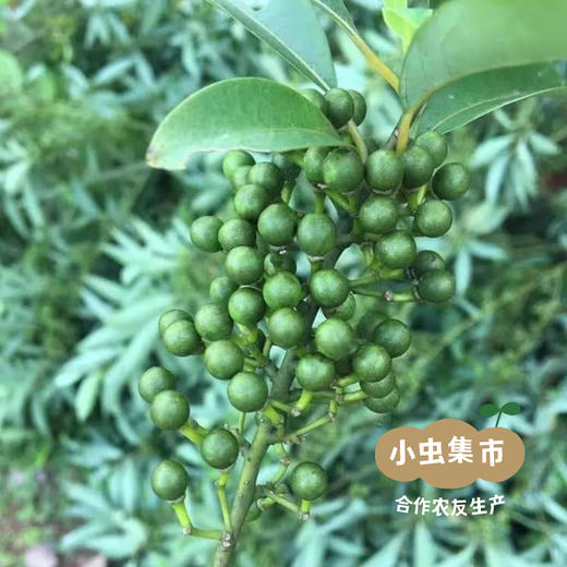 生态山苍子（精油/喷雾）| 合作农友生产，产自福建泉州，生产者：魏长 &【公平贸易农人定价】 商品图10