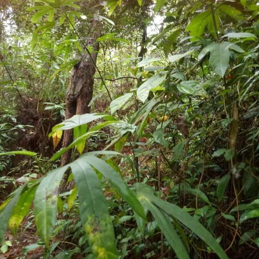 野生五指毛桃 | 广西藤县道地产区 | 500g深山珍品 |  煲汤香浓 | 自然清香 商品图3