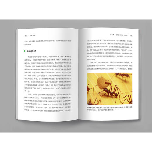 《蚂蚁帝国》 商品图7