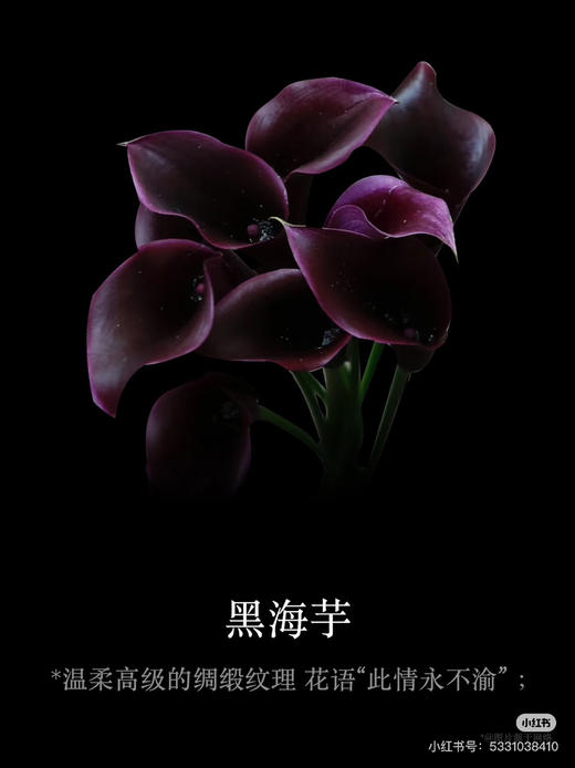 海宇5支 商品图2