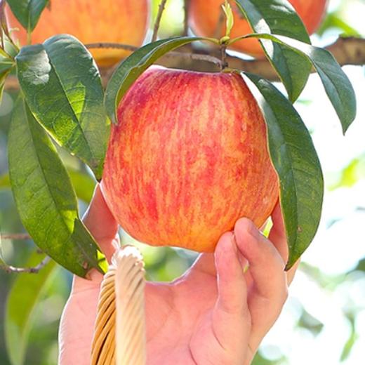 【山东烟台红富士苹果】清新可口 果肉细腻 商品图6