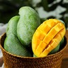 广西田东桂七芒礼盒装  顺丰发货 应季热带水果甜心芒现摘现发  产地：广西【臻选好果】 商品缩略图6