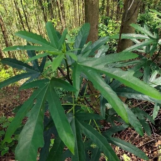 野生五指毛桃 | 广西藤县道地产区 | 500g深山珍品 |  煲汤香浓 | 自然清香 商品图2