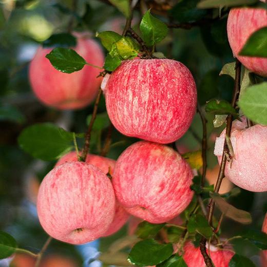 【山东烟台红富士苹果】清新可口 果肉细腻 商品图4