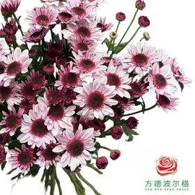 市场小菊-草莓熊