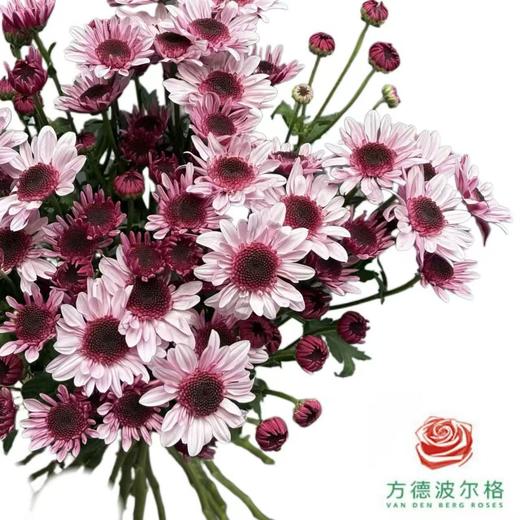 市场小菊-草莓熊 商品图0