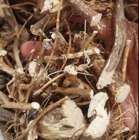 野生五指毛桃 | 广西藤县道地产区 | 500g深山珍品 |  煲汤香浓 | 自然清香