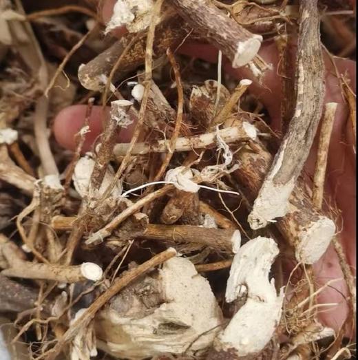 野生五指毛桃 | 广西藤县道地产区 | 500g深山珍品 |  煲汤香浓 | 自然清香 商品图0