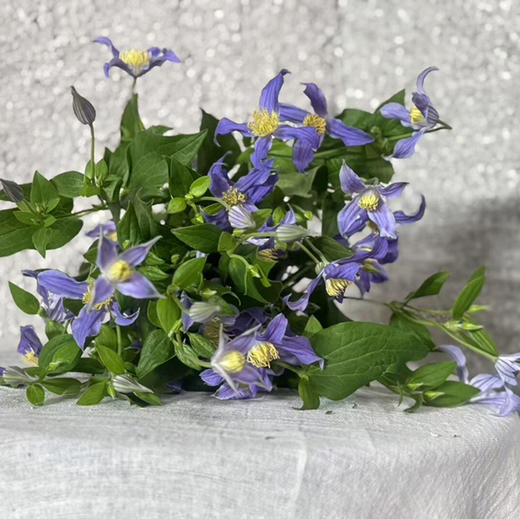 诺亚铁线莲.浅蓝 商品图1