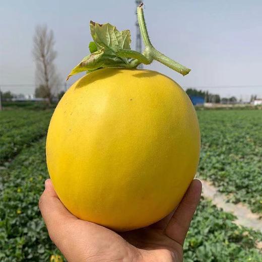 【民勤蜜瓜】芳香浓郁 甜蜜多汁 香甜爽口 果肉水润十足 果香怡人 2种规格任选 商品图2