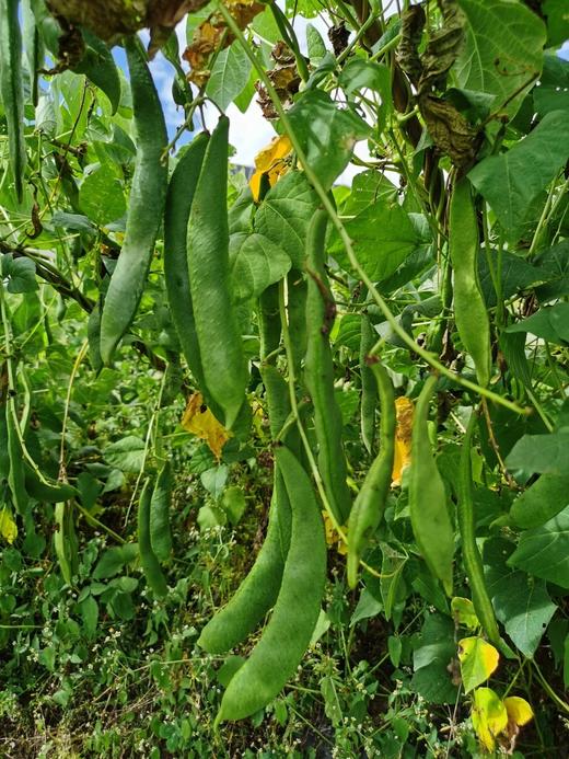 生态芸豆  500g 商品图4