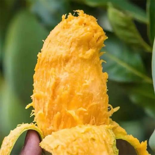 广西田东桂七芒礼盒装  顺丰发货 应季热带水果甜心芒现摘现发  产地：广西【臻选好果】 商品图8