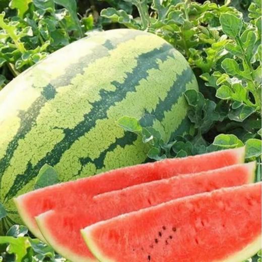 宁夏西瓜 商品图0