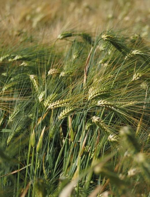 【糖人可以吃的有机青稞米】49.9元3盒有机青稞米GI值仅25每100g仅342大卡膳食纤维白米8倍配料表干净基地直邮 商品图2