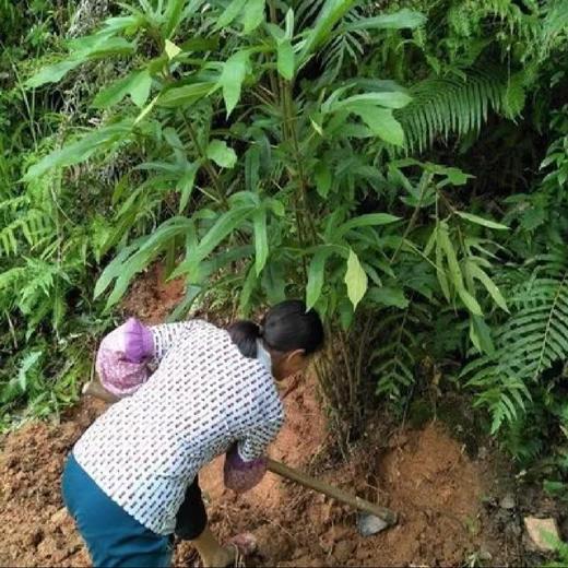 野生五指毛桃 | 广西藤县道地产区 | 500g深山珍品 |  煲汤香浓 | 自然清香 商品图4