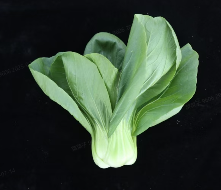 [专业种子] “艳青”青菜种子