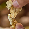壳薄仁白 鲜嫩清甜 | 四川攀枝花老树鲜核桃 去青皮鲜核桃 新鲜应季 3斤-8斤中大果 送网兜+铁钩夹子 商品缩略图4